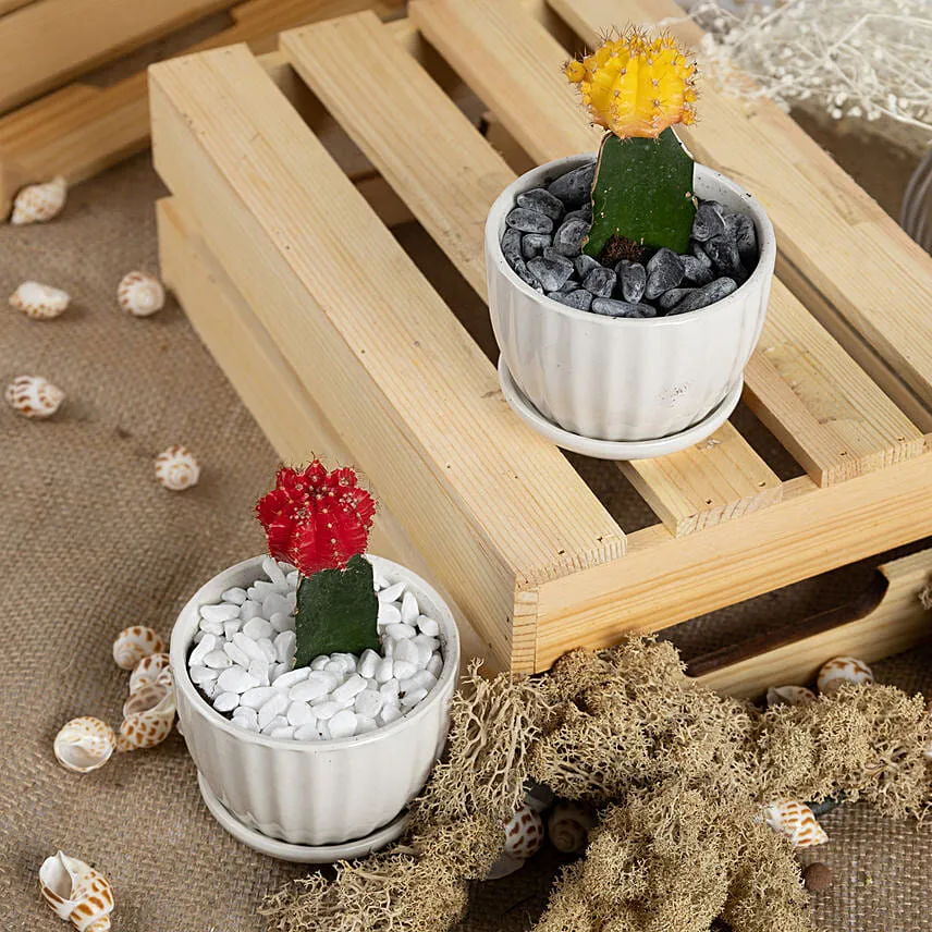 6 Small Cactus Set