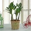 Zamia Plant