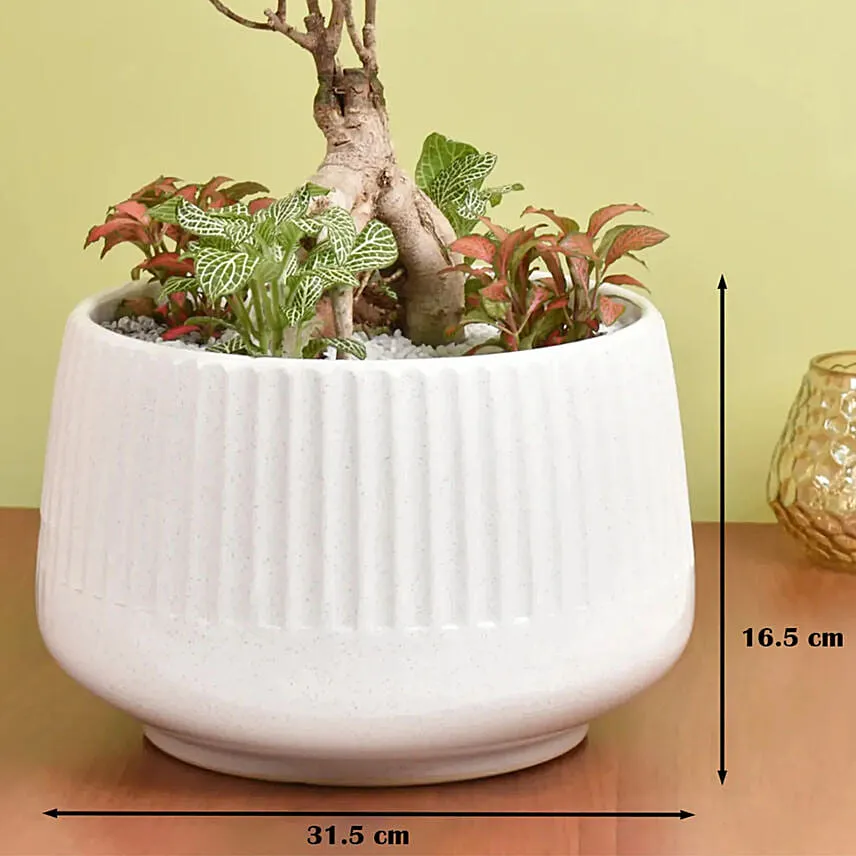 Bonsai & Fittonia Plant In Platter Planter
