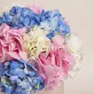 Hydrangea Harmony Flower Box