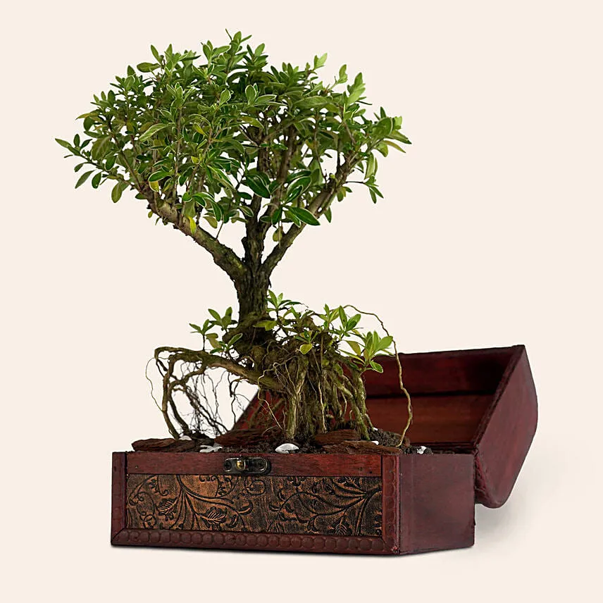 Serissa Japonica