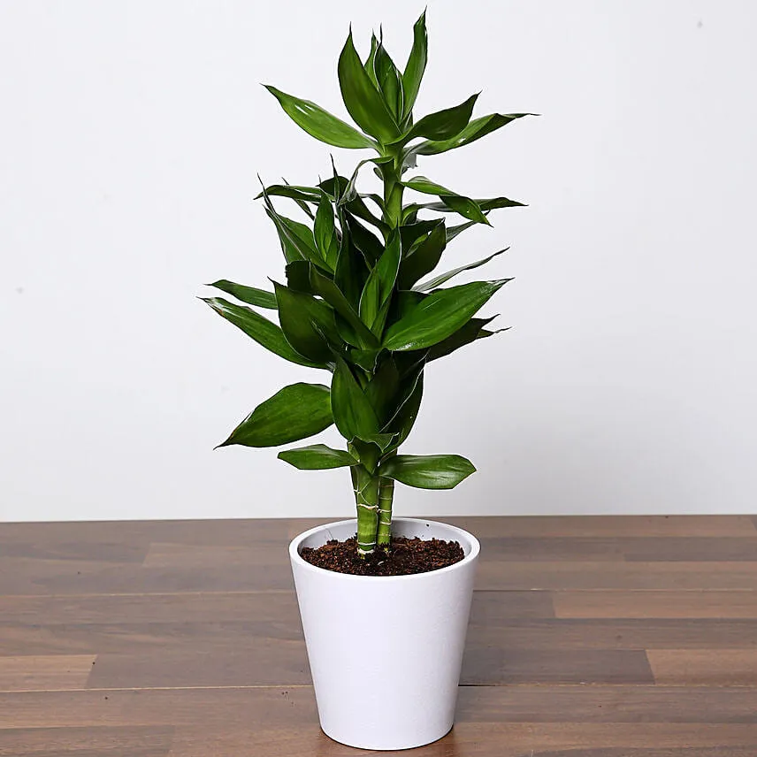Dracaena Plant In White Pot Add