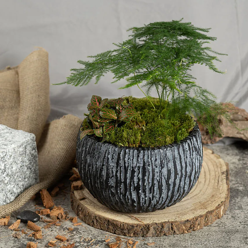 Red Fittonia and Asparagus Fern Plants