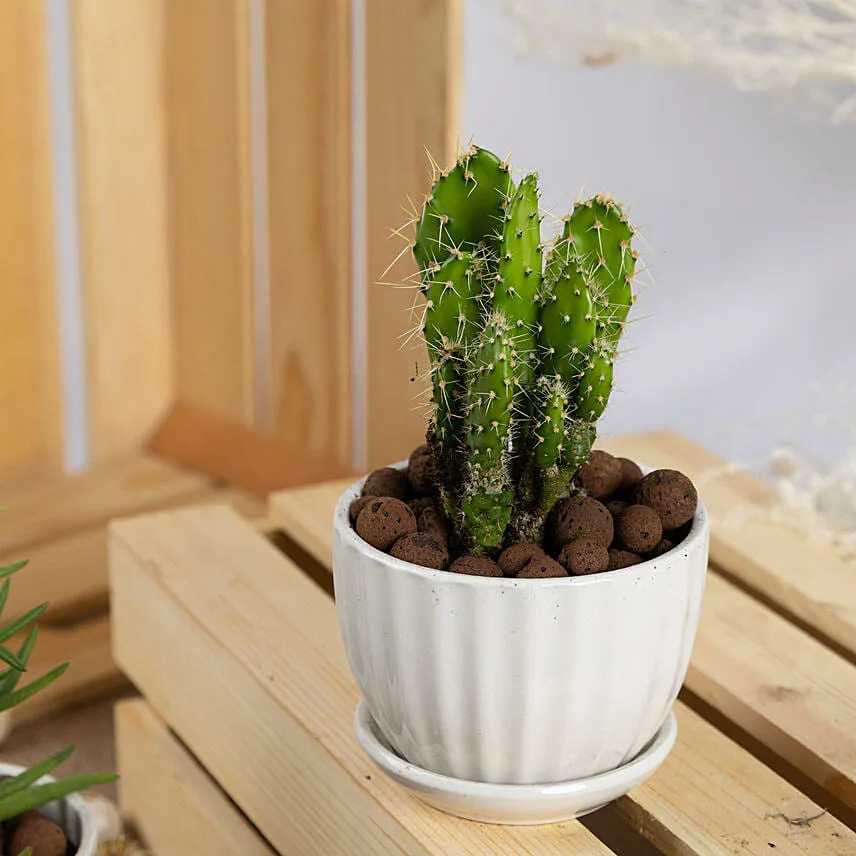 Set of 3 Small Cactus