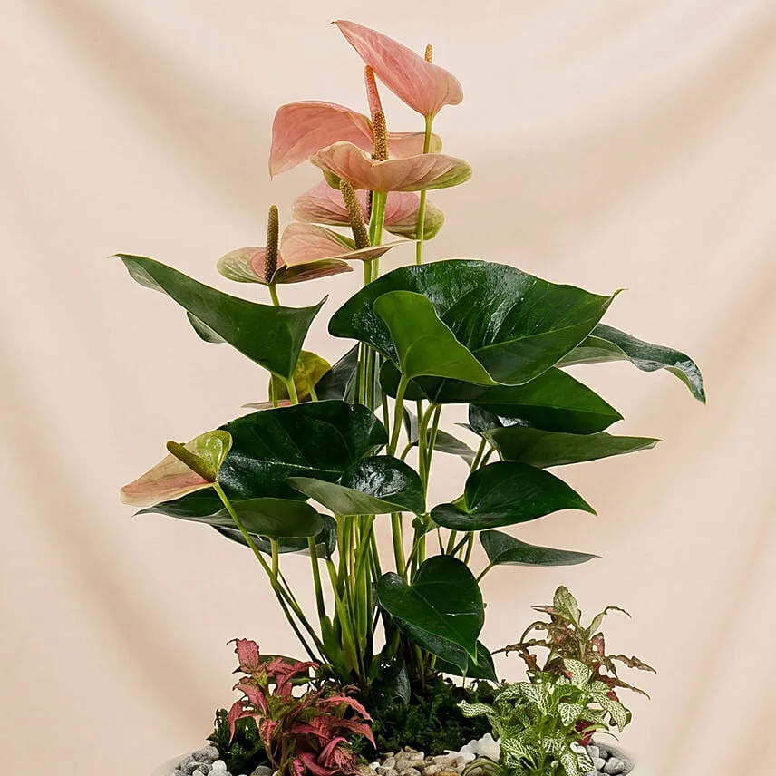 Timeless Pink Anthurium Garden