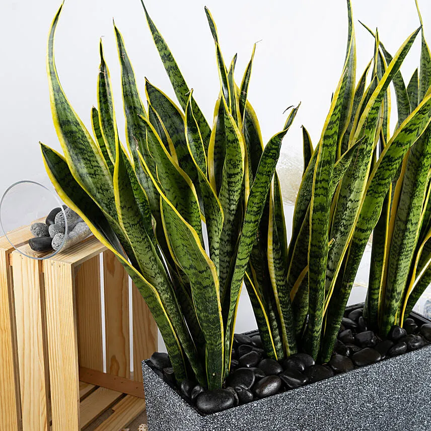 Nature s Finest Air Purifying Snake Plant Garden