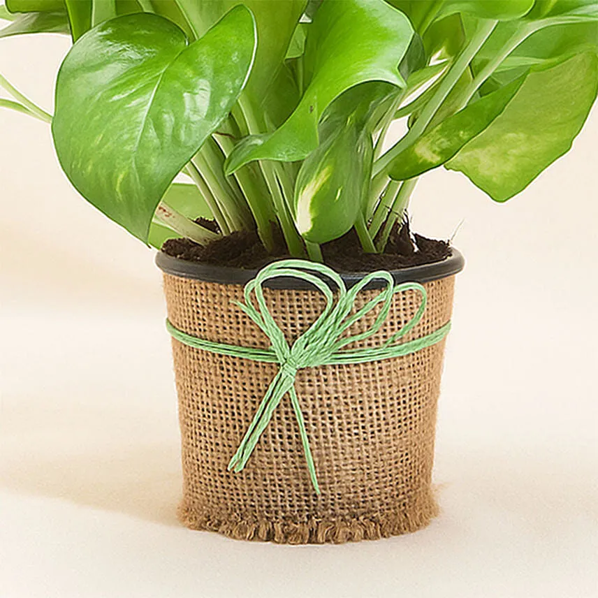 Beautiful Classic Money Plant