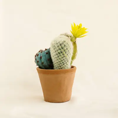Artificial Cactus Pot