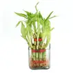 Lucky Bamboo