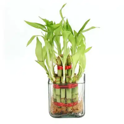 Lucky Bamboo