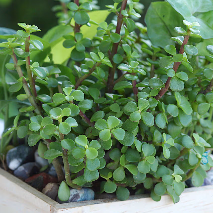 Jade N Money Plant Wooden Base Terrarium