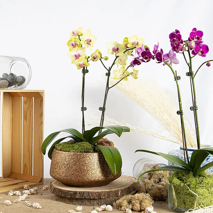 Yellow and Purple Phalaenopsis Plants