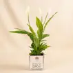 Heartfelt Peace Lily Gift for Dad