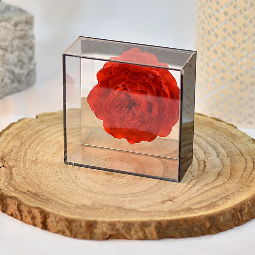 Red Soap Peony with Black Transparent Box