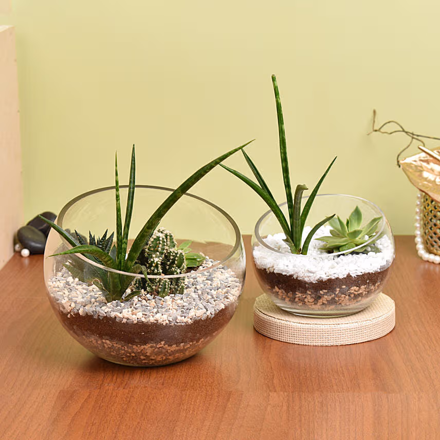 Set of 2 Terrarium