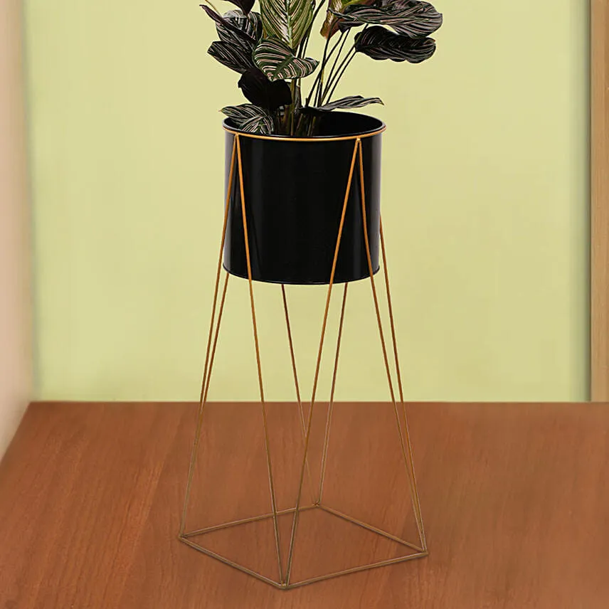 Calathea Stripped Leaf Plant