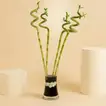 Lucky Bamboo Swirls in Glass Vase