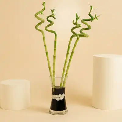 Lucky Bamboo Swirls in Glass Vase