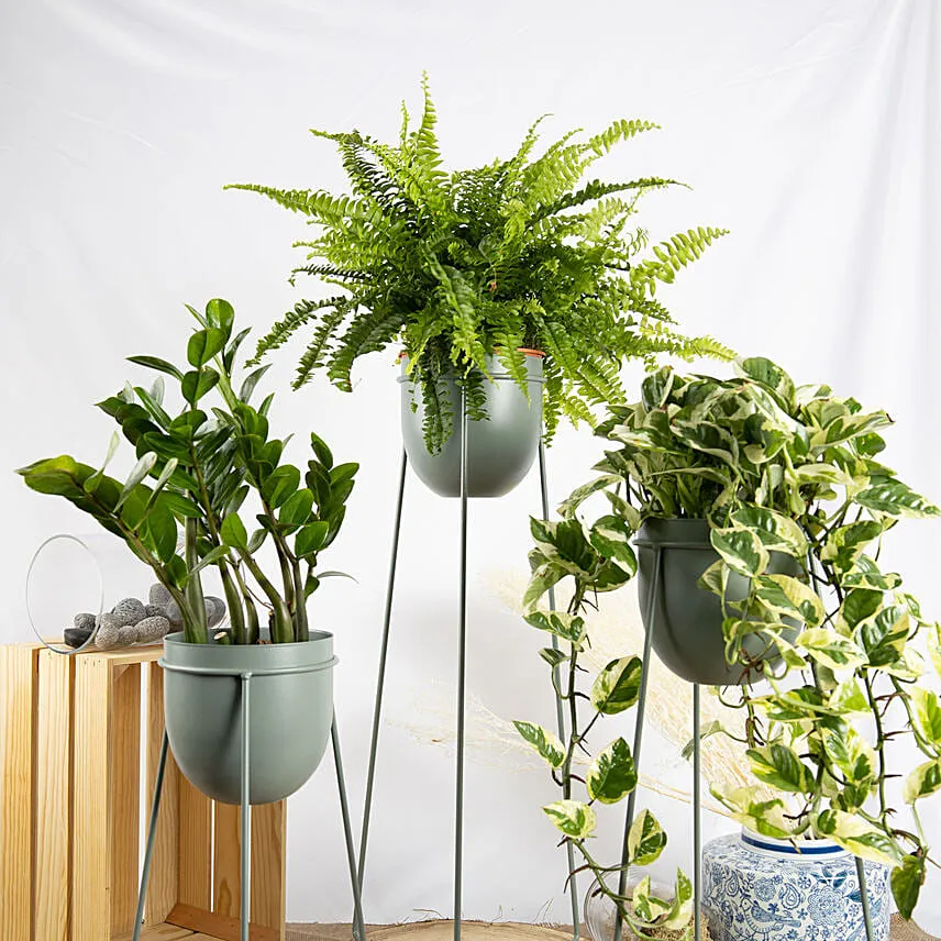 Set of Plants in Premium Stand