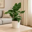 Elegant Aglaonema Maria in Marble Finish White Cement Pot