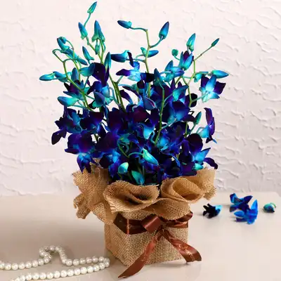 Gorgeous Orchids Arrangement