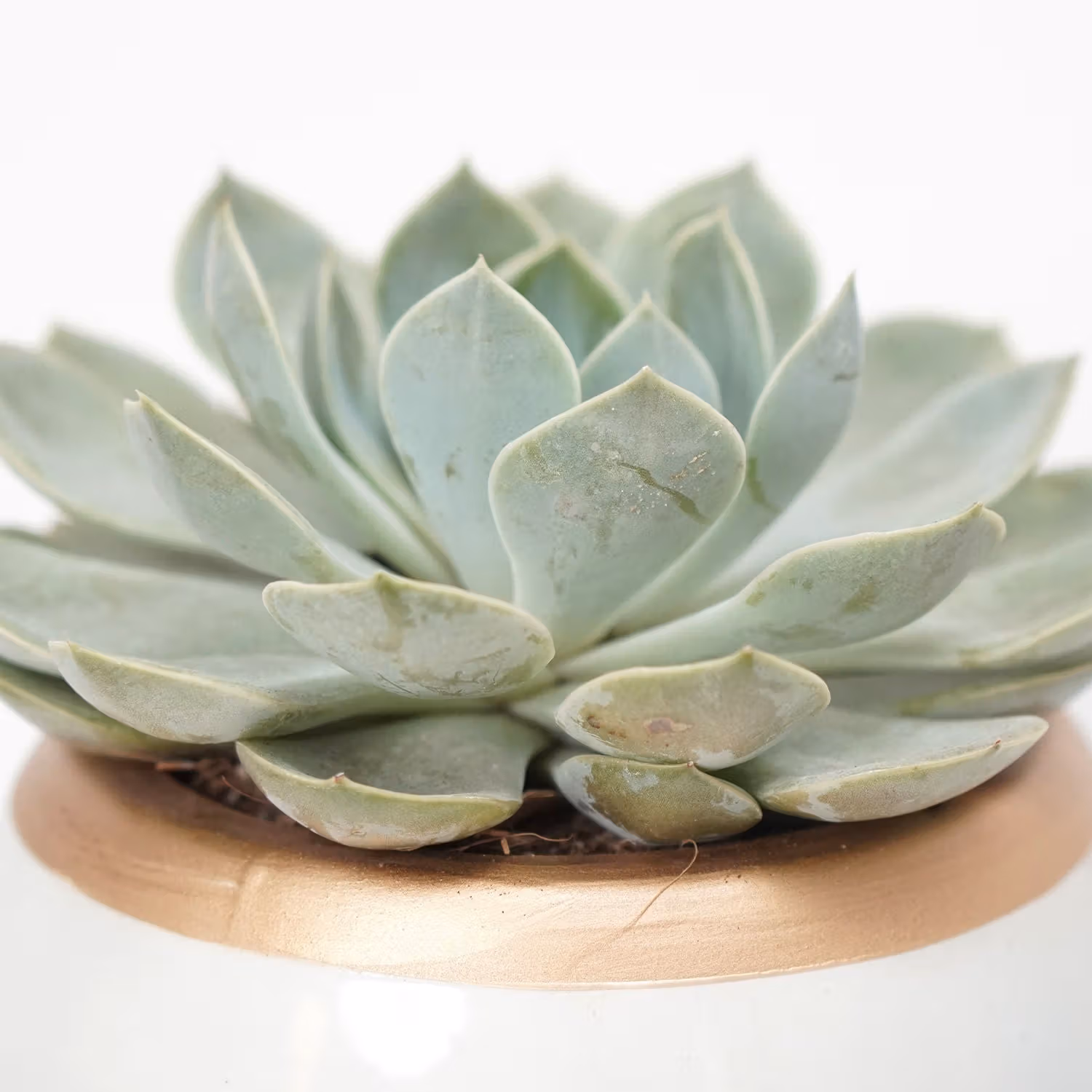 Echevieria Plant White Ceramic Pot