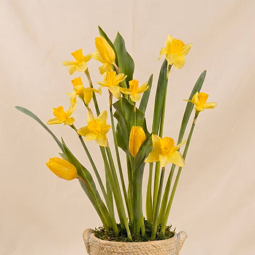 Daffodils and Tulip Flower Pot