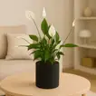 Elegant Peace Lily in Stylish Black Planter
