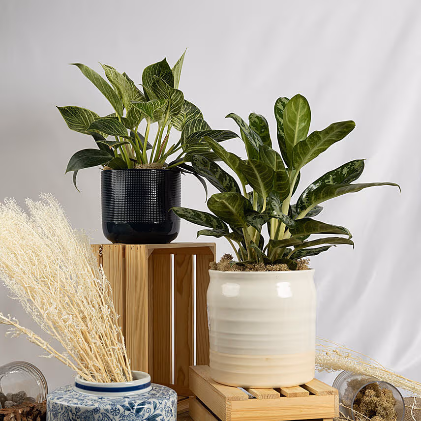 Set of Aglaonema and Philodendron Plant