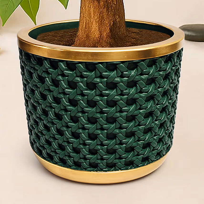 Paclcira Sail Or Pachira Good Luck Tree