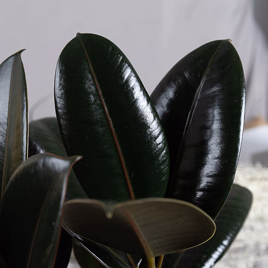 Rubber Plant