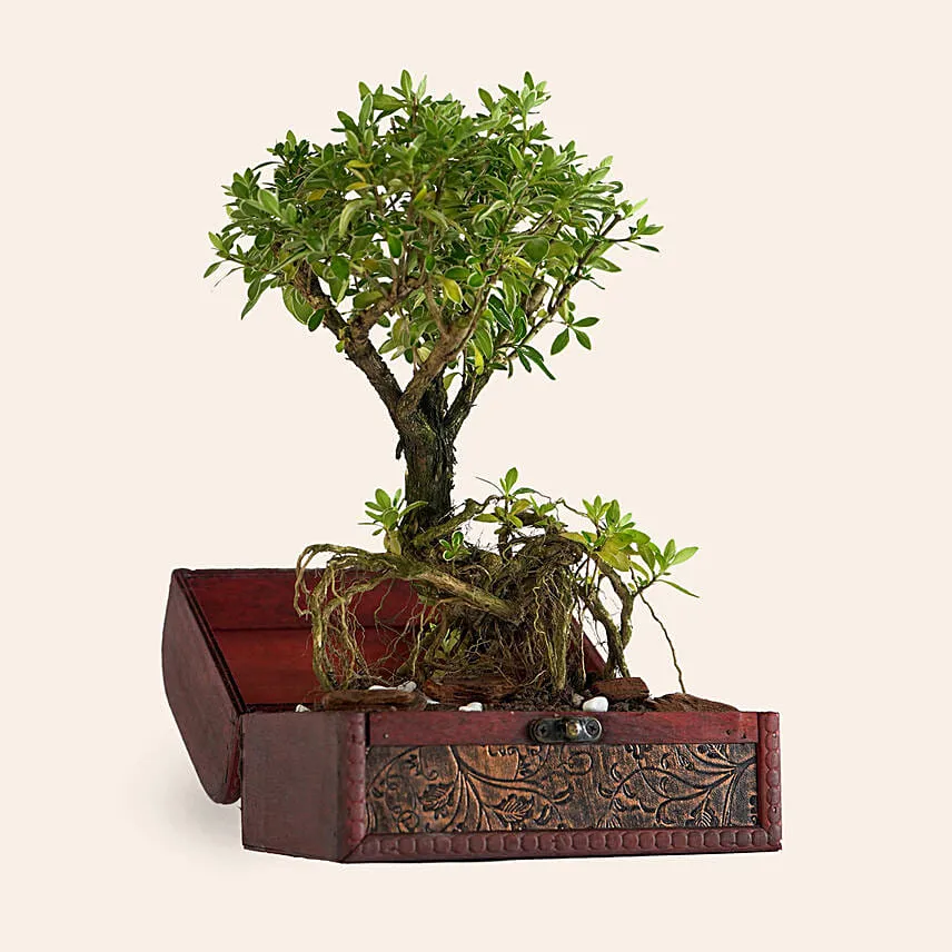 Serissa Japonica