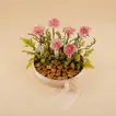 Chocolate with Pink Carnation Box