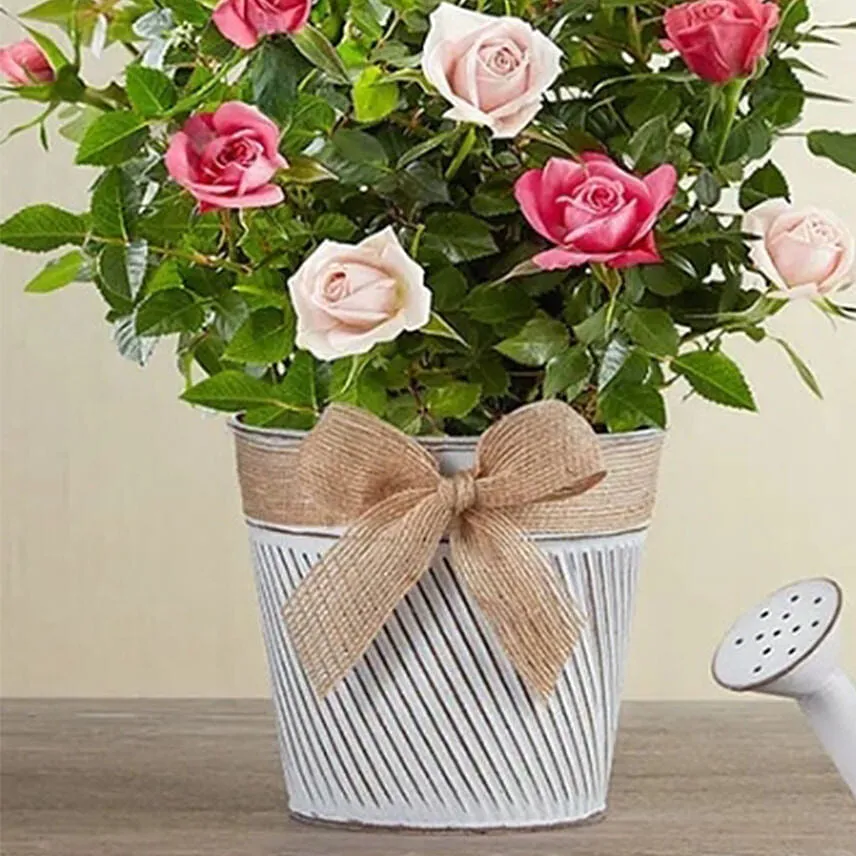 Elegant Bi Color Rose Garden