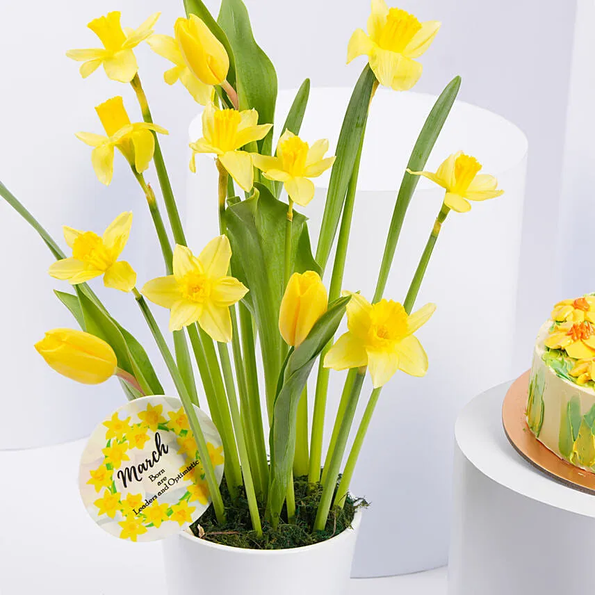 Daffodils and Tulips Pot With Cake