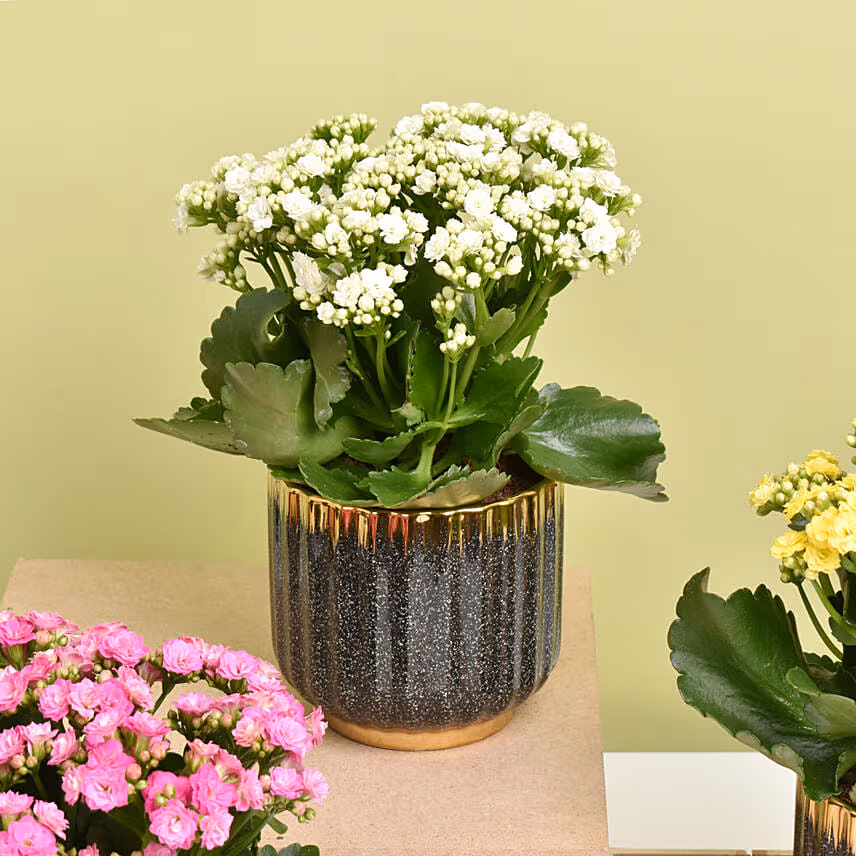 Set of 4 Kalanchoe Plants