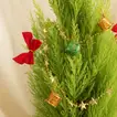 بوكس نبات السرو الصنوبري المزين