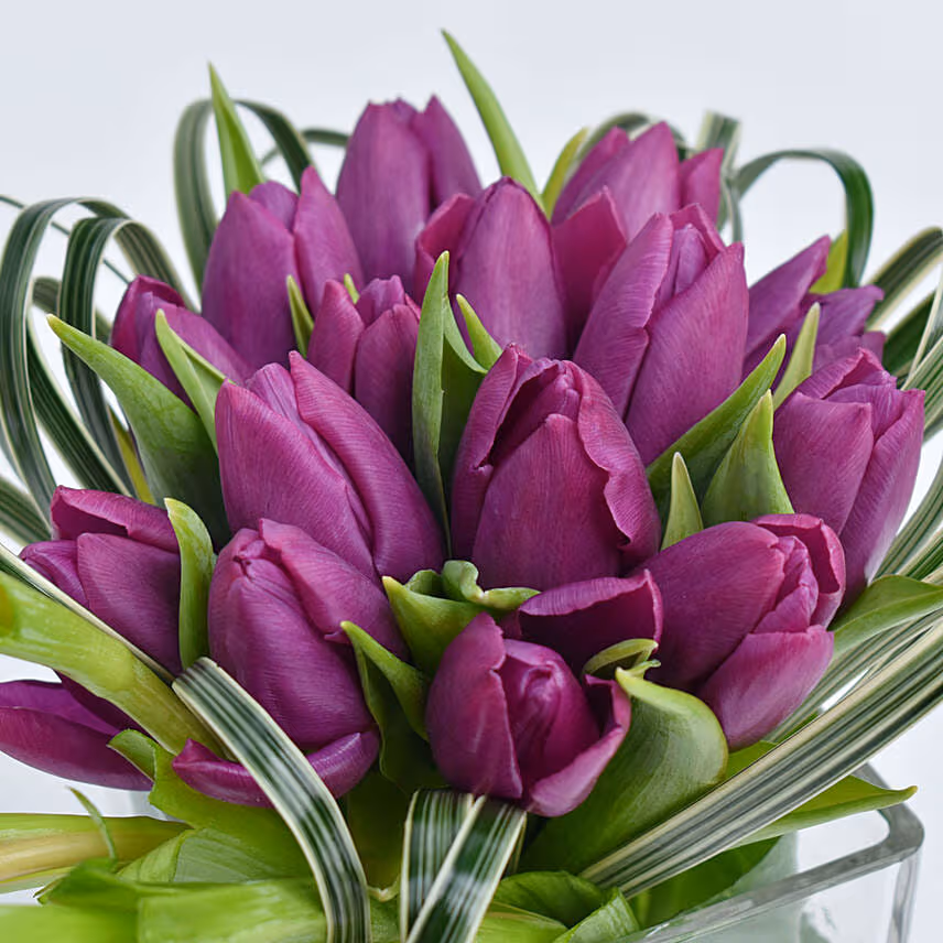 Entwine Tulip
