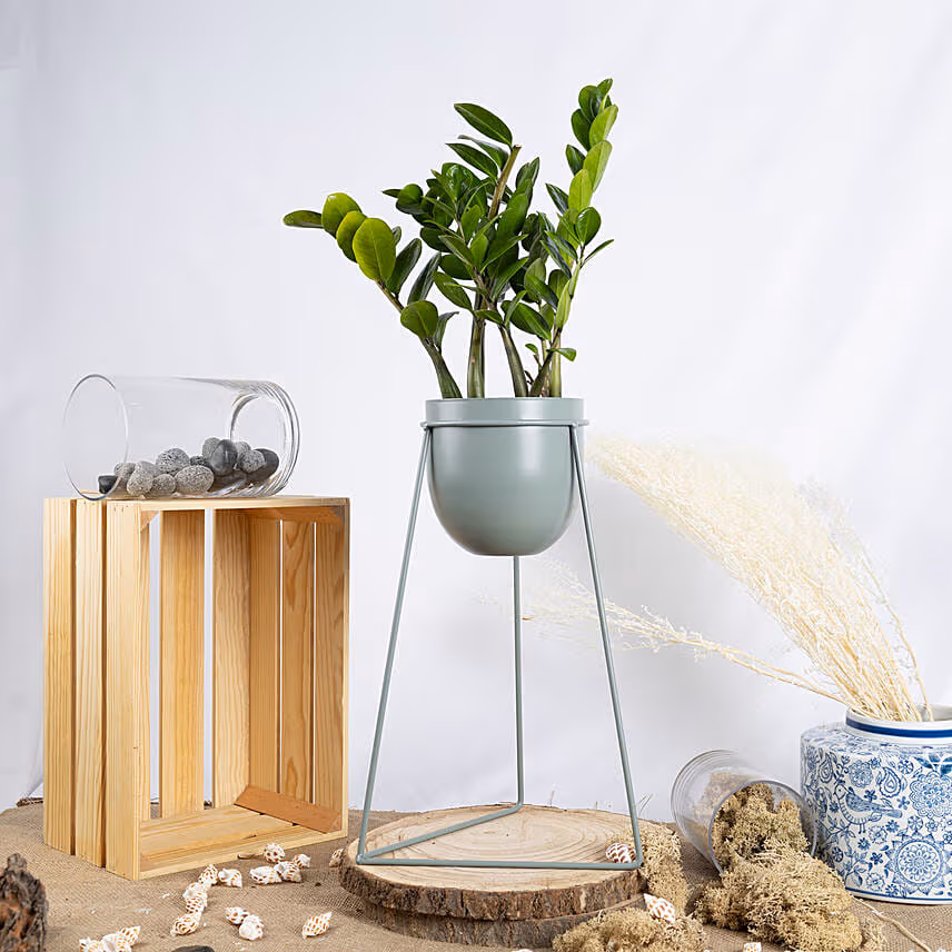 Joy Pothos and ZZ Plant Stand
