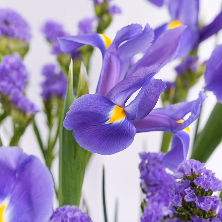 IRIS Flower Arrangement in Premium Vase