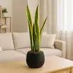 Elegant Midnight Planter with Snake Plant - Sansevieria Laurentii