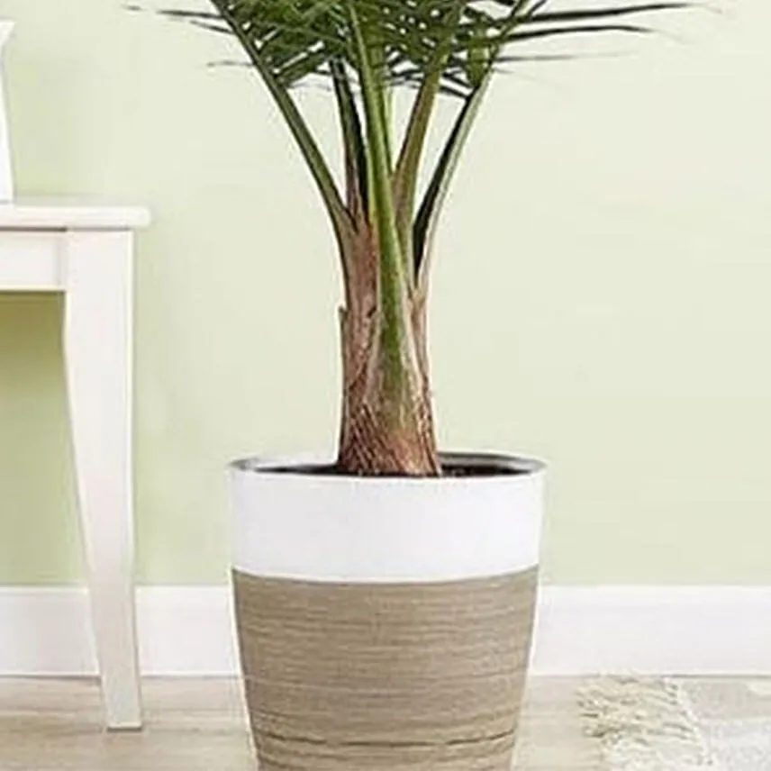 Majesty Palm Floor Plant