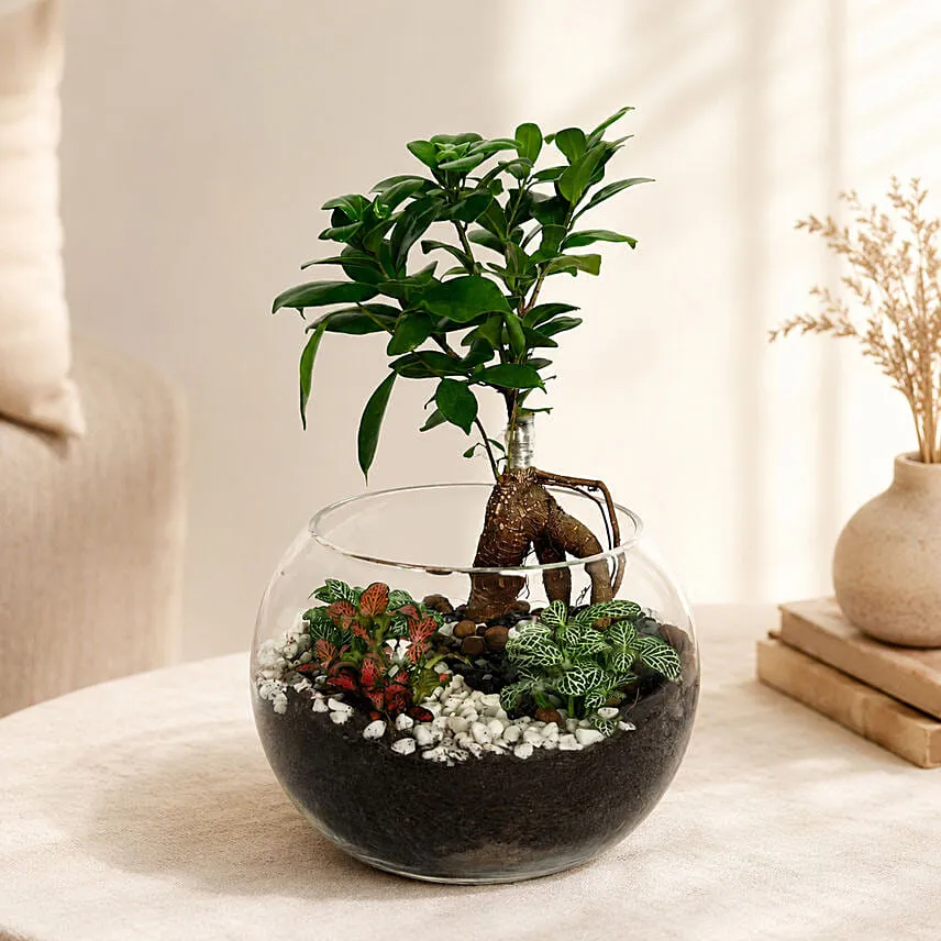 Bonsai Pot Paradise