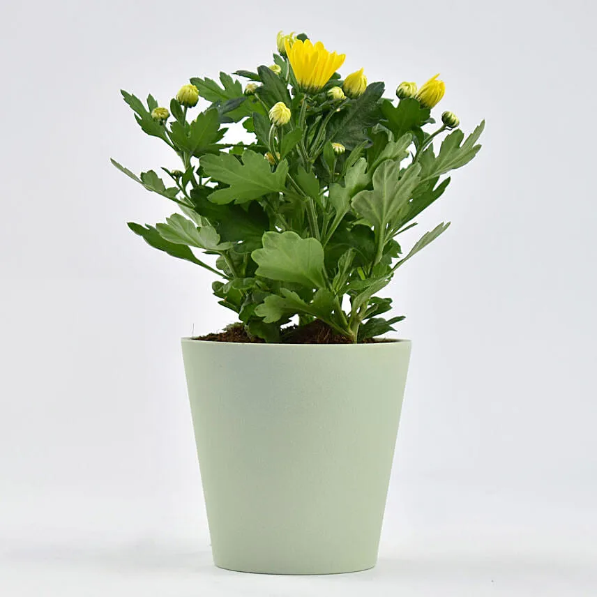Yellow Chrysanthemum Plant In Planter