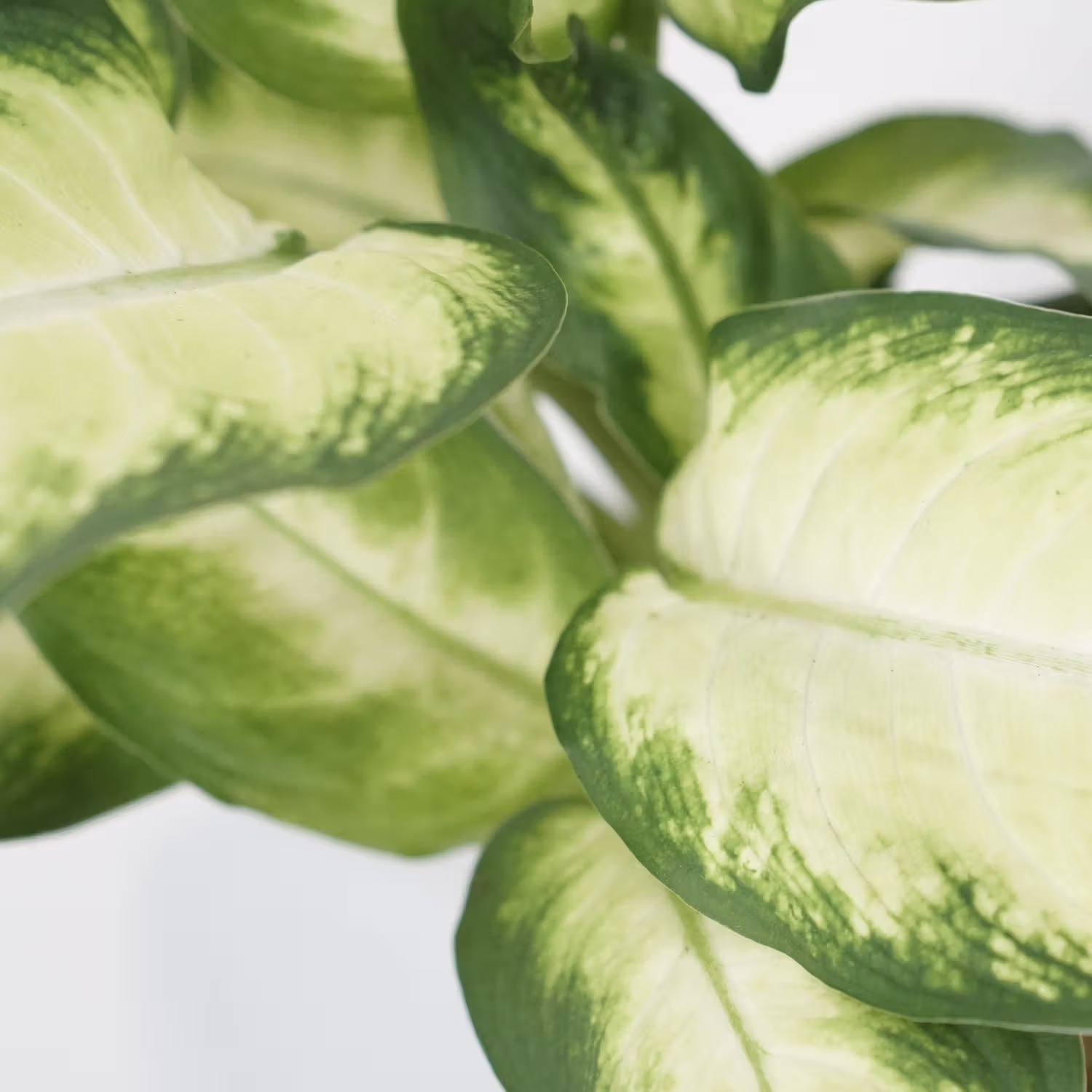Dieffenbachia Camillia Plant in Stylish Grey Ceramic Pot