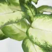 Dieffenbachia Camillia Plant in Stylish Grey Ceramic Pot