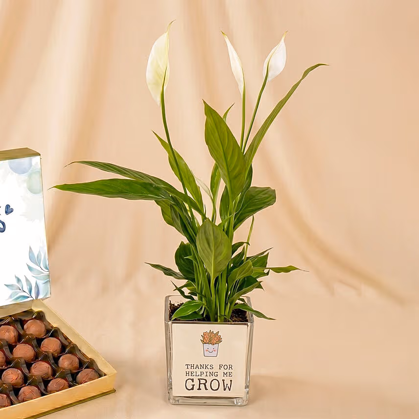 Father's Day Peace Lily & Chocolate Truffle Set