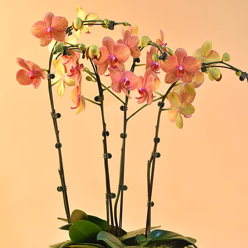 Dual Tone Phalaenopsis Plant