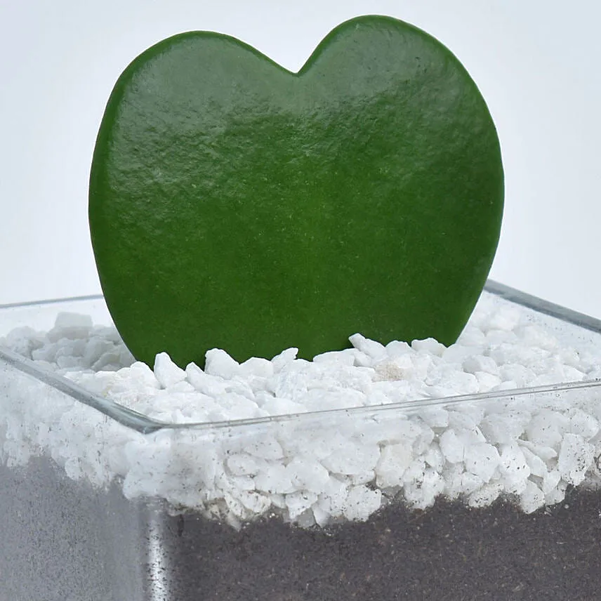 Heart Shaped Hoya Kerrii Plant