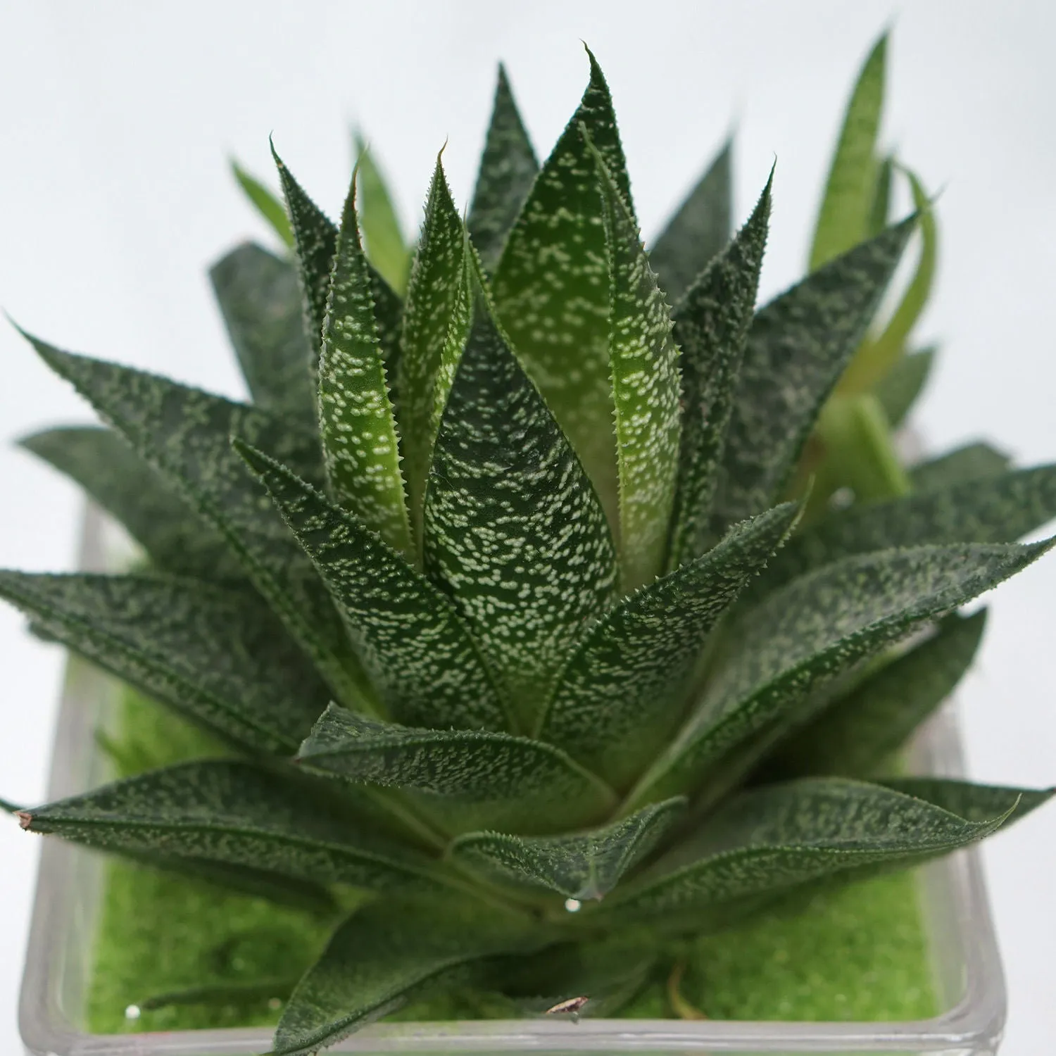 Elegant Gasteria Flow Plant in a Decorative Square Glass Jar